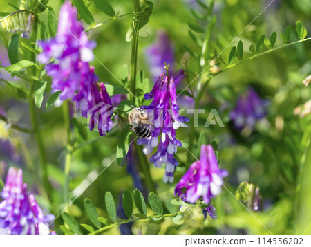 一隻蜜蜂從花中採集花蜜和花粉 一隻蜜蜂從花中採集花蜜和花粉 114556202