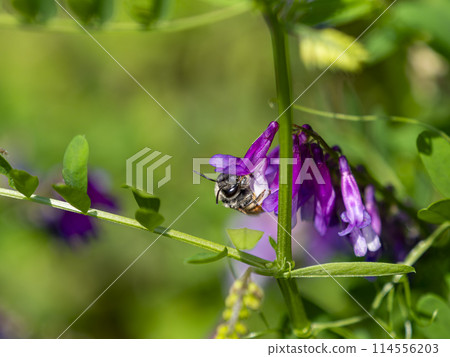 一隻蜜蜂從花中採集花蜜和花粉 一隻蜜蜂從花中採集花蜜和花粉 114556203