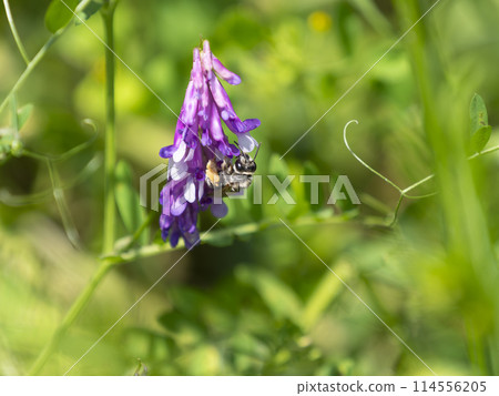 A bee collecting nectar and pollen from flowers 114556205