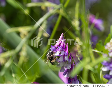 A bee collecting nectar and pollen from flowers 114556206