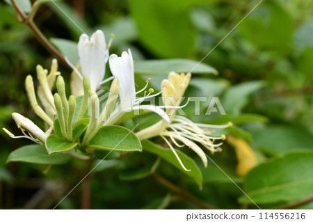 Honeysuckle Flower Honeysuckle Flower 114556216
