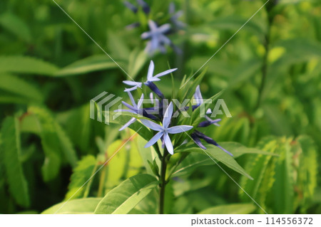 A close-up shot of a light blue-petaled clove flower A close-up shot of a light blue-petaled clove flower 114556372