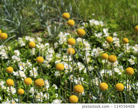 Classpedia blooming in the flowerbed 114556488