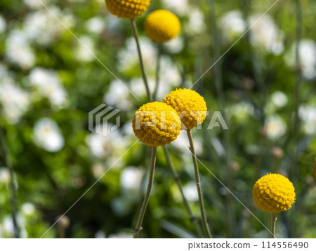 Classpedia blooming in the flowerbed 114556490