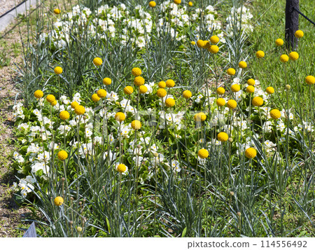 Classpedia blooming in the flowerbed 114556492