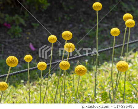 Classpedia blooming in the flowerbed 114556493
