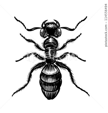 Ant insect. Hand drawn retro styled black and white illustration Ant insect. Hand drawn retro styled black and white illustration 114556494