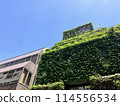 building covered in ivy 114556534