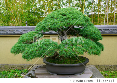 6758 盆景 日本白松 「千代松」 盆景 6758 盆景 日本白松 「千代松」 盆景 114556541