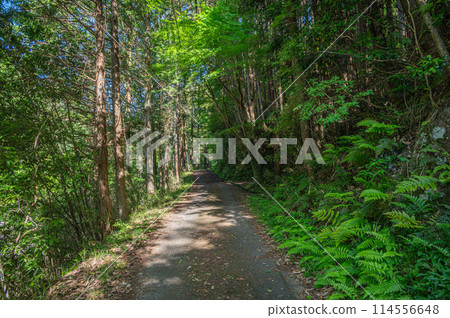 Silver Belt Hiking Course, Kasagi Town, Kyoto Prefecture 114556648