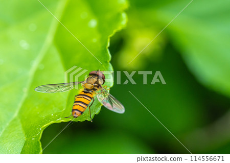 Marmalade hoverfly 114556671