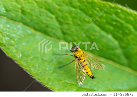 Kiashikin Shigiab 114556672