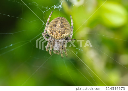 Kogeta Onigumo 114556673