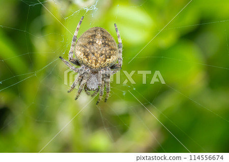 Kogeta Onigumo 114556674