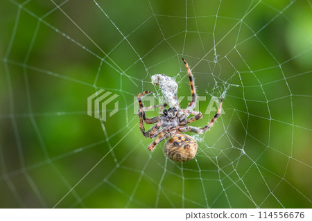 捕食昆蟲的黑白蜘蛛 114556676