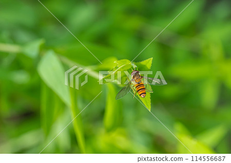 果醬飛蠅 果醬飛蠅 114556687