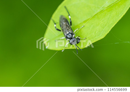 Kurohabachi 114556699