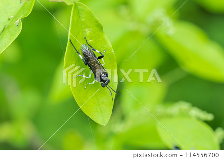 Kurohabachi 114556700