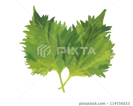 Green shiso (2 leaves) Green shiso (2 leaves) 114556833