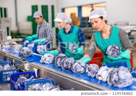 Women standing at conveyor and sorting red cabbage 114556862