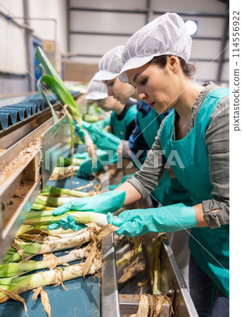 Woman sorting fresh leek in vegetable factory 114556922