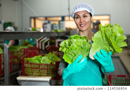 Female vegetable factory worker demonstrating ripe lettuce while sorting 114556954