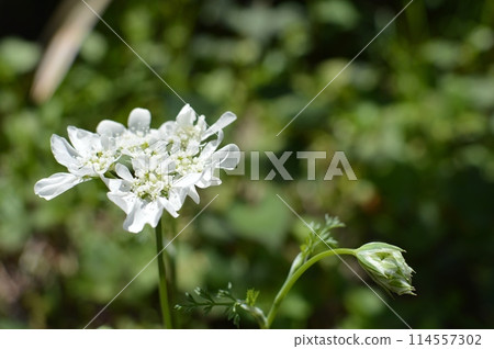 純白色的Orlea花與花蕾 114557302