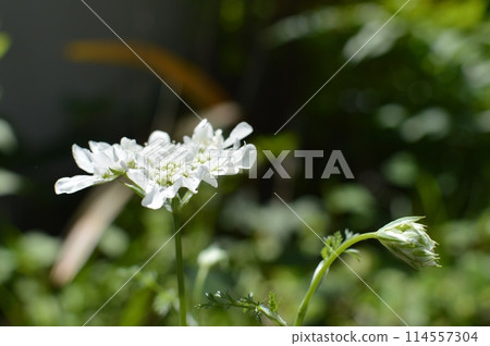 純白色的Orlea花與花蕾 114557304