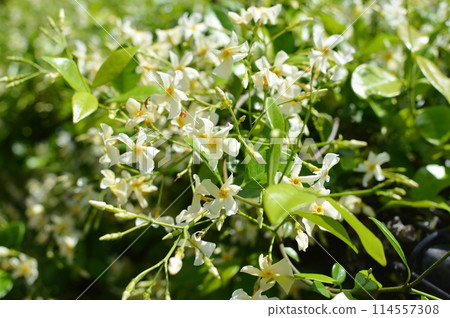 Trachea japonica flowers in full bloom Trachea japonica flowers in full bloom 114557308