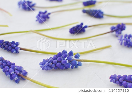 Blue-purple muscari flowers arranged on the cloth 114557310