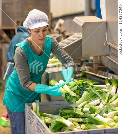 Female factory worker sorting leek Female factory worker sorting leek 114557340