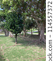 Big tree  114557372