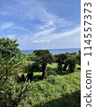 Hill with a view of the sea 114557373