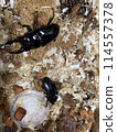 Hiratakuwagata 114557378