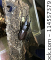 Hiratakuwagata 114557379