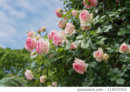 知光山公園盛開的粉紅玫瑰 [Pierre de Ronsard] 埼玉縣狹山市，5月 114557452