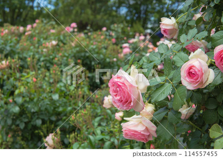 知光山公園的粉紅玫瑰特寫 [Pierre de Ronsard] 埼玉縣狹山市，5 月 114557455