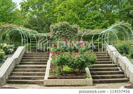 智高山公園玫瑰園 / 埼玉縣狹山市，5月 114557456