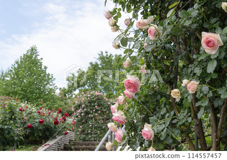 千古山公園玫瑰園 [Pierre de Ronsard] 埼玉縣狹山市，5月 114557457
