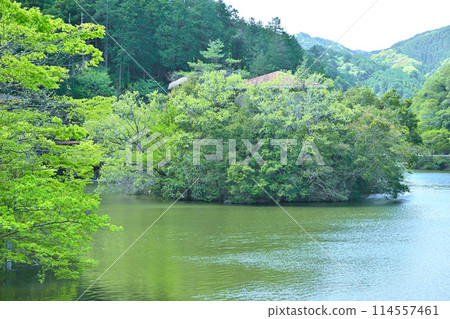 鐮北湖，新綠的湖畔，春天的景色 114557461