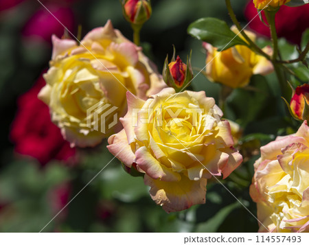 Orange roses blooming in a botanical garden 114557493