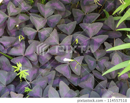 Oxalidrian glaris leaves blooming along the road Oxalidrian glaris leaves blooming along the road 114557518