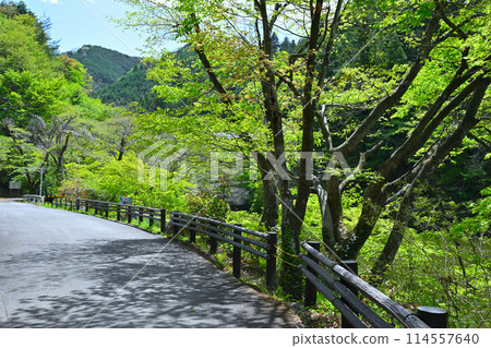 Lake Kamokita - Fresh greenery on the lakeside, view from the promenade, spring scenery Lake Kamokita - Fresh greenery on the lakeside, view from the promenade, spring scenery 114557640