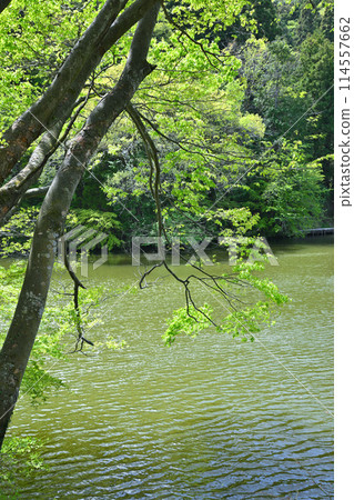 Lake Kamokita - Spring scenery with fresh greenery on the lakeside Lake Kamokita - Spring scenery with fresh greenery on the lakeside 114557662