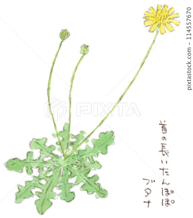 Watercolor illustration of a long-stalked dandelion-like flower, Butana 114557670