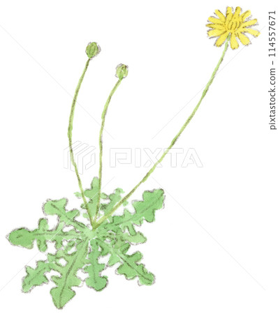 Watercolor illustration of a long-stalked dandelion-like flower, Butana 114557671
