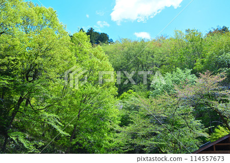 鐮北湖,鮮綠的湖畔,從長廊欣賞春天的景色 鐮北湖,鮮綠的湖畔,從長廊欣賞春天的景色 114557673