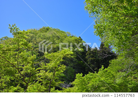 鐮北湖,鮮綠的湖畔,從長廊欣賞春天的景色 鐮北湖,鮮綠的湖畔,從長廊欣賞春天的景色 114557763