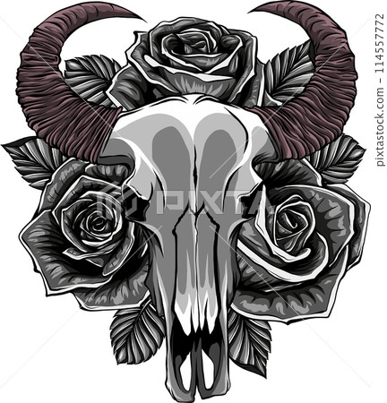 Cow or bull skull with roses. Outline vector illustration isolated on white background 114557772