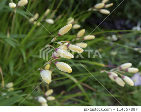 Yellow buds of Ixia Yellow buds of Ixia 114557897